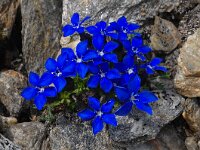 Gentiana bavarica ssp imbricata 11, Saxifraga-Harry Jans