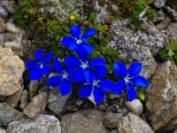 Gentiana bavarica ssp imbricata 12, Saxifraga-Harry Jans