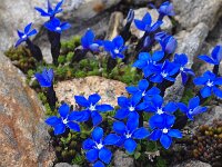 Gentiana bavarica ssp imbricata 14, Saxifraga-Harry Jans