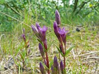 Gentiana campestris 6, Veldgentiaan, Saxifraga-Hans Grotenhuis