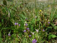 Gentianella campestris 12, Veldgentiaan, Saxifraga-Ed Stikvoort