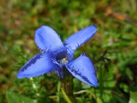Gentiana ciliata 9, Franjegentiaan, Saxifraga-Ed Stikvoort