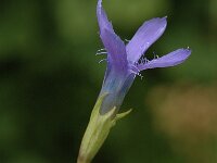Gentiana ciliata 2, Franjegentiaan, Saxifraga-Marijke Verhagen