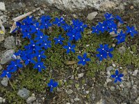 Gentiana orbicularis 29, Saxifraga-Willem van Kruijsbergen
