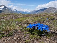 Gentiana orbicularis 33, Saxifraga-Luuk Vermeer
