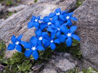 Gentiana orbicularis 38, Saxifraga-Luuk Vermeer