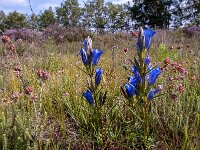 Gentiana pneumonanthe 98 Klokjesgentiaan, Saxifraga-Luuk Vermeer