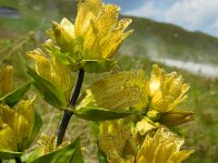 Gentiana punctata 10, Saxifraga-Ed Stikvoort