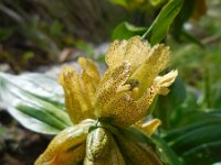 Gentiana punctata 12, Saxifraga-Ed Stikvoort