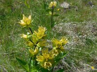 Gentiana punctata 13, Saxifraga-Ed Stikvoort