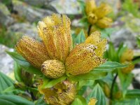 Gentiana punctata 15, Saxifraga-Ed Stikvoort
