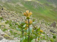 Gentiana punctata 16, Saxifraga-Ed Stikvoort