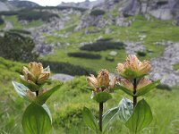 Gentiana punctata 17, Saxifraga-Jeroen Willemsen