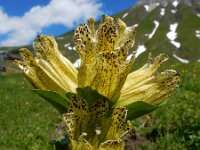 Gentiana punctata 18, Saxifraga-Ed Stikvoort