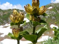 Gentiana punctata 19, Saxifraga-Ed Stikvoort