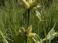 Gentiana punctata 2, Saxifraga-Willem van Kruijsbergen