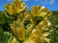 Gentiana punctata 20, Saxifraga-Ed Stikvoort