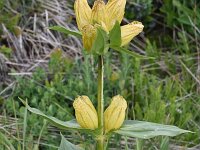 Gentiana punctata 21, Saxifraga-Harry Jans