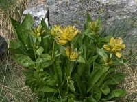 Gentiana punctata 23, Saxifraga-Harry Jans  Gentiana punctata