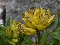 Gentiana punctata 24, Saxifraga-Harry Jans  Gentiana punctata