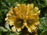 Gentiana punctata 26, Saxifraga-Harry Jans