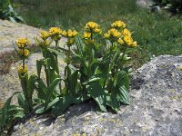 Gentiana punctata 38, Saxifraga-Jan van der Straaten