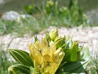 Gentiana punctata 7, Saxifraga-Jeroen Willemsen