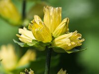 Gentiana punctata 8, Saxifraga-Bart Vastenhouw