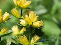Gentiana punctata 9, Saxifraga-Bart Vastenhouw