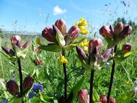 Gentiana purpurea 11, Saxifraga-Simone van Velzen