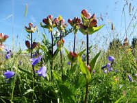 Gentiana purpurea 12, Saxifraga-Simone van Velzen