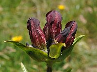 Gentiana purpurea 13, Saxifraga-Harry Jans