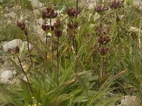 Gentiana purpurea 9, Saxifraga-Willem van Kruijsbergen