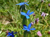 Gentiana utriculosa 2, Saxifraga-Jasenka Topic