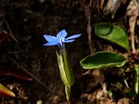Gentiana utriculosa 7, Saxifraga-Ed Stikvoort