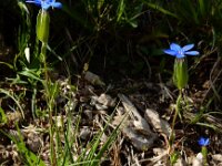 Gentiana utriculosa 8, Saxifraga-Ed Stikvoort