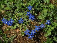 Gentiana verna 10, Saxifraga-Willem van Kruijsbergen