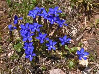 Gentiana verna 101, Saxifraga-Harry Jans