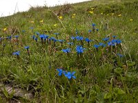 Gentiana verna 106, Saxifraga-Luuk Vermeer