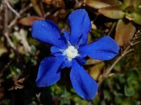 Gentiana verna 12, Saxifraga-Willem van Kruijsbergen