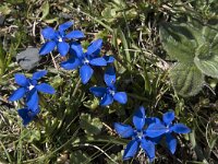 Gentiana verna 121, Saxifraga-Willem van Kruijsbergen