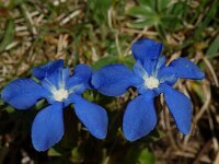 Gentiana verna 13, Saxifraga-Willem van Kruijsbergen