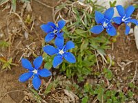 Gentiana verna 2, Saxifraga-Willem van Kruijsbergen