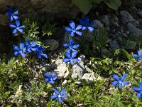 Gentiana verna 44, Saxifraga-Willem van Kruijsbergen