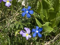 Gentiana verna 45, Saxifraga-Willem van Kruijsbergen