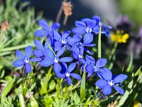 Gentiana verna 48, Saxifraga-Bart Vastenhouw