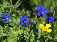 Gentiana verna 49, Saxifraga-Bart Vastenhouw