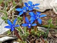 Gentiana verna 5, Saxifraga-Willem van Kruijsbergen