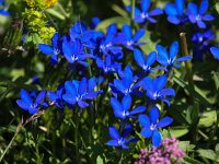 Gentiana verna 51, Saxifraga-Bart Vastenhouw