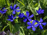 Gentiana verna 52, Saxifraga-Bart Vastenhouw